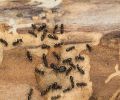 Extermination Repentigny extermination de fourmis