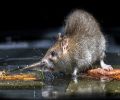 Extermination Repentigny extermination de rats