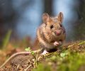 Extermination Repentigny extermination de souris